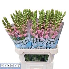 Antir Potomac Pink 80cm