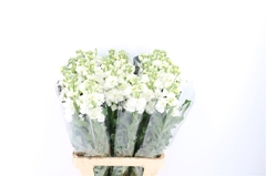 Matth Iron White 70cm 23