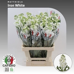 Matth Iron White 70cm 23