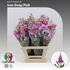 Matth Iron Deep Pink 70cm 23