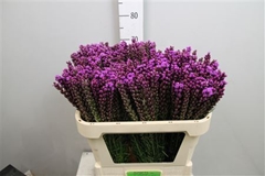 Liatris S Callilepis 70cm