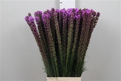 Liatris S Callilepis 80cm