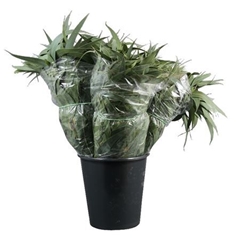 Eucalyptus Blad Bunch 55cm