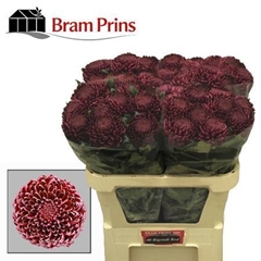 Chr G Bigoudi Red 75cm 105gram