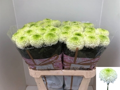 Chr G Alibaba 80cm 90gram