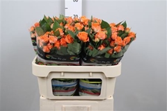 R Tr Coral Bubbles 70cm 55+