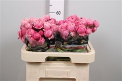 R Tr Silva Pink+ 60cm 55+