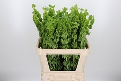 Moluccella Piece 80cm