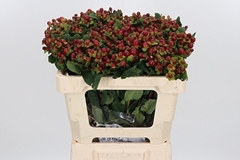 Hyper Mag Seasons 50cm