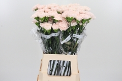 Di St Brut 70cm