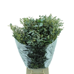 Euca Gunnii P Bs 70cm 300gram