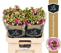 Eust G Rosita Rose P 70cm