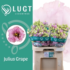 Eus G Julius Grape 70cm