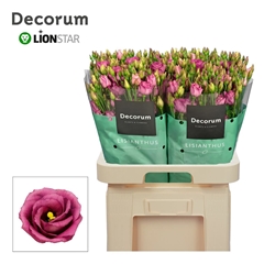 Eus G Rosita Cherry 70cm