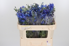 Delph En Donna Blue 70cm