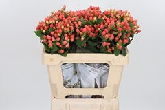 Hyp Mag Roy Princess 50cm