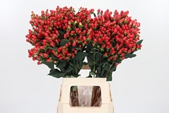 Hyp Go Top 70cm