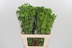 Moluccella Piece 60cm
