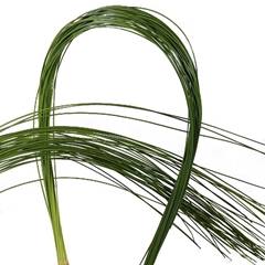 Xantorrhoea Ov P Bunch