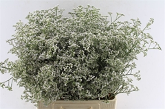 Lim White Neto 70cm 30gram