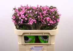 Phlox P Pink Eyes 70cm 34