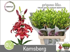 Li La Kamsberg 95cm 55+