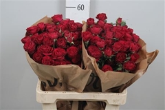 R Tr Red Trendsetter 60cm 55+