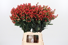 Hyp Go Top 70cm