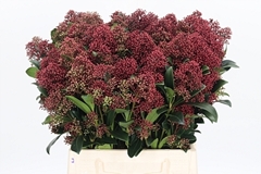 Skim J Rubella Bunch 45cm