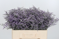 Lim Piuma Dark Blue 50cm