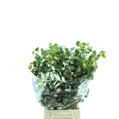 Grevi Asplenifolia 70cm 200gram