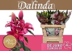 Li Or Du Rl Dalinda 75cm 35+