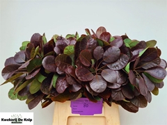 Coti C Royal Purple