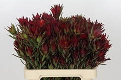 Leucad Sal Blush 60cm