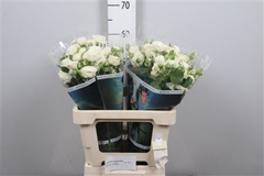 R Tr Sno Trendsetter 60cm 45+