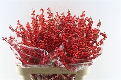 Ilex Vert (RODE Bes) 80cm