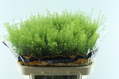 Thlaspi Green Bell 80cm 26gram