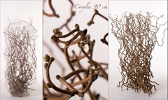 Coryl Av Contorta 90cm