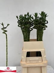 Lucky Bamboo Stem Spiral 90cm