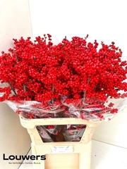 Ilex Mag Supreme Red 100cm