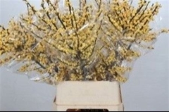 Ilex Vert Citronella 100cm