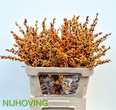 Ilex Vert Gresgold 80cm