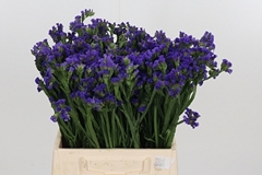 Lim S Cryst Dark Blu 40cm
