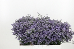 Lim S Marina Violet 40cm