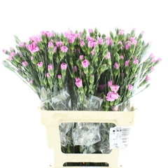 Di Tr Nenufar 65cm 23