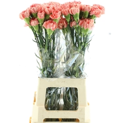 Di St Other 70cm 23