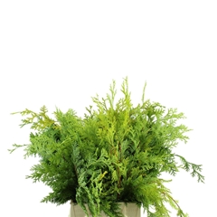 Chama Ob Crippsii Bs 40cm
