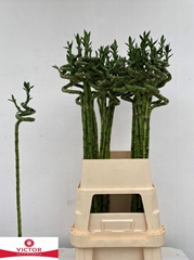 Lucky Bamboo Stem Spiral 100cm