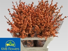 Ilex Winter Gold 80cm