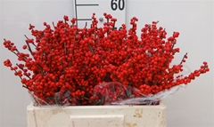 Ilex Vert (RODE Bes) 50cm
